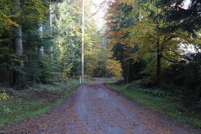 Waldweg im Herbst