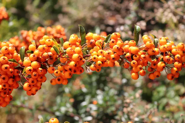 Beeren im Herbst